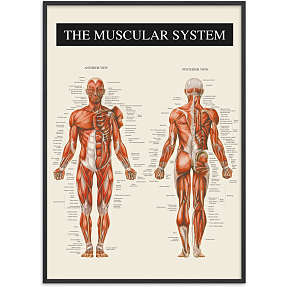 Muskulatur - 50x70 cm