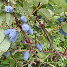 Frugtbusk, 17 cm potte