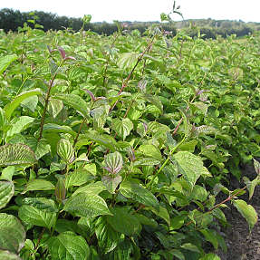 Rød kornel 30-50 cm - hæk - 25 stk. pr. bundt
