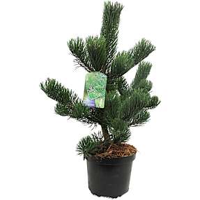 Pinus mugo oregon green, 30 cm potte