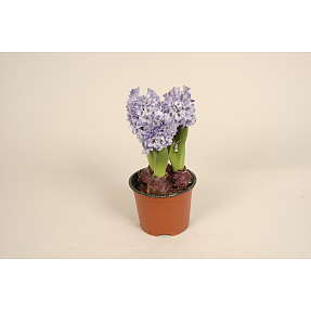 Hyacint, Multiflora, 11 cm potte