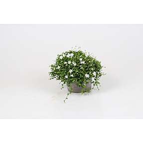 Isotoma, 12 cm potte