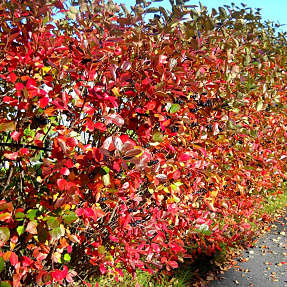 Surbær 20-40 cm - hæk - 25 stk. pr. bundt