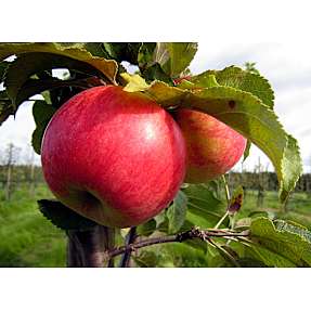 Frugttræ, 26 cm potte