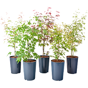 Japansk løn plante, Acer palmatum, 4 liter potte
