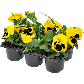 Stedmoder, Viola wittrockiana, bakke med 6 planter