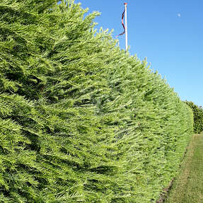 Japansk lærk 30-50 cm - træ - 25 stk. pr. bundt