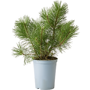 Bjergfyr, Pinus Mugo, 19 cm potte