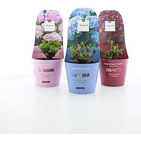 Hortensia Magical i potcover, 17 cm potte