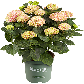 Hortensia, Hydrangea magical, 23 cm potte