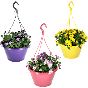 Stedmoder ampel, Viola, 21 cm potte