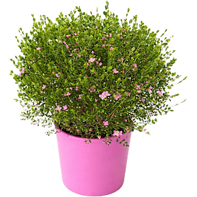 Koralrude boronia busk