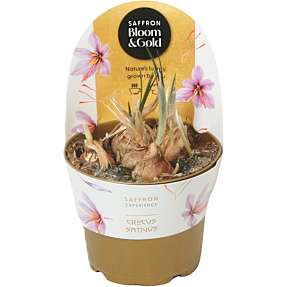 Safran - Crocus Sativus, 12 cm potte