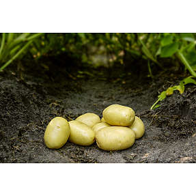 Læggekartofler Ballerina - 1,5 kg