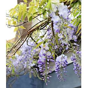 Slyngplanter, 14 cm potte