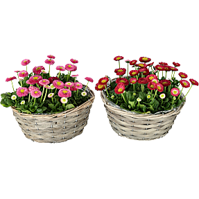 Tusindfryd, Bellis, 25 cm potte