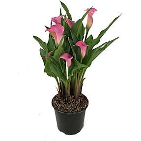 Calla Zantedeschia, 17 cm potte