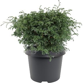 Enebær - Chamaecyparis Squarrosa - 19 cm potte