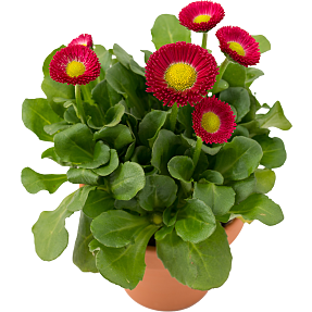 Tusindfryd, Bellis, 12 cm potte