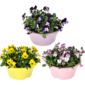 Stedmoderblomst, Vioala cornuta, 21 cm potte