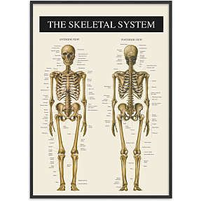 Skelettet 2 - 30x40 cm