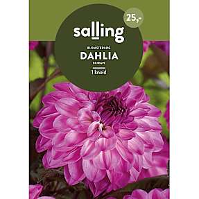 Salling blomsterløg Dahlia Skiron