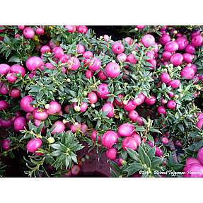 Myrtekrukke Pernettya, 14 cm potte