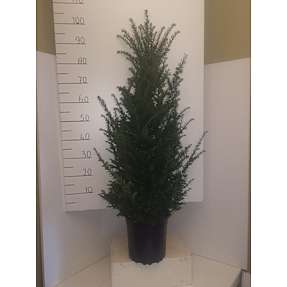 Taxus baccata, 80-100 cm
