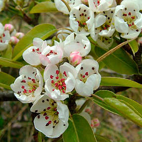 Skovpære 30-50 cm - træ- 25 stk. pr. bundt