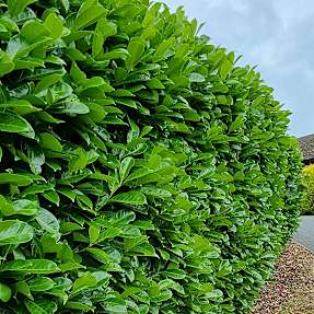 Kirsebærlaurbær, Novita, barrods, 30-50 cm