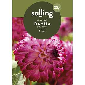Salling blomsterløg Dahlia Little Robert