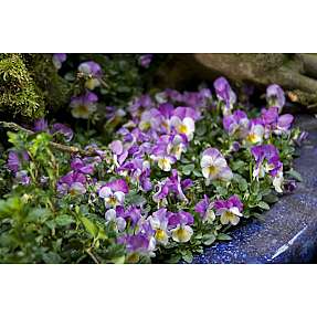 Stedmoderblomst, Vioala cornuta, 21 cm potte