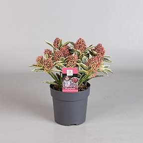 Vinterbær, Skimmia japonica magic marlot, 13 cm potte