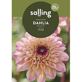 Salling blomsterløg Dahlia Yellow Jill