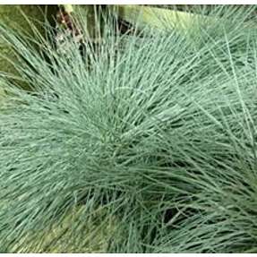 Blå bjørnegræs, Festuca glauca Intense blue, 10,5 cm potte