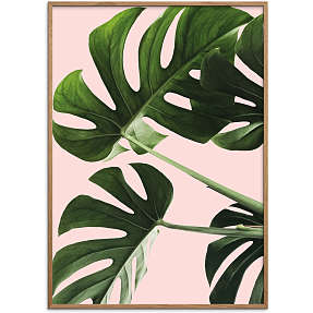Monsteras in pink - 50x70 cm