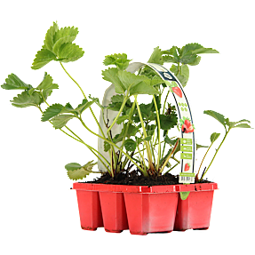 Jordbærplanter 6-pak