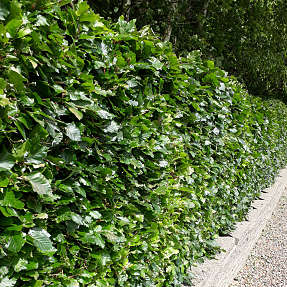 Bøg 100-120 cm - hæk - 10 stk. pr. bundt