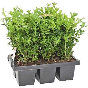 Buksbom, Buxus sempervirens, 6-pak