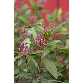 Skimmia Japonica Rubella 10,5 cm potte.