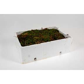 Flamingokasse m. skovmos