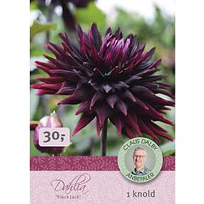 Claus Dalby Dahlia Black Jack