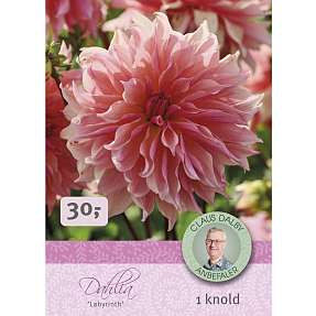 Claus Dalby Dahlia Labyrinth