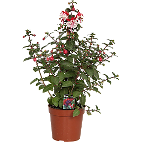 Fuchsia pyramide - 17 cm potte
