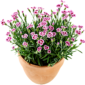 Nellike, 10,5 cm potte