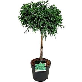 Cryptomeria japonica opstammet, 26 cm potte