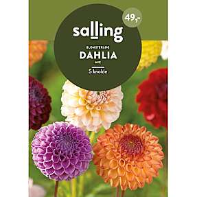 Salling blomsterløg Dahlia Mix