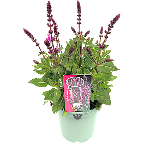 Stauden mix, 19 cm potte