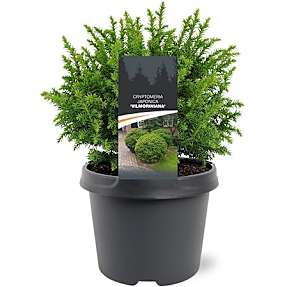 Kryptomeria Cryptomeria Japonica - 19 cm potte