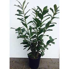 Kirsebærlaurbær, Prunus novita, 21 cm potte